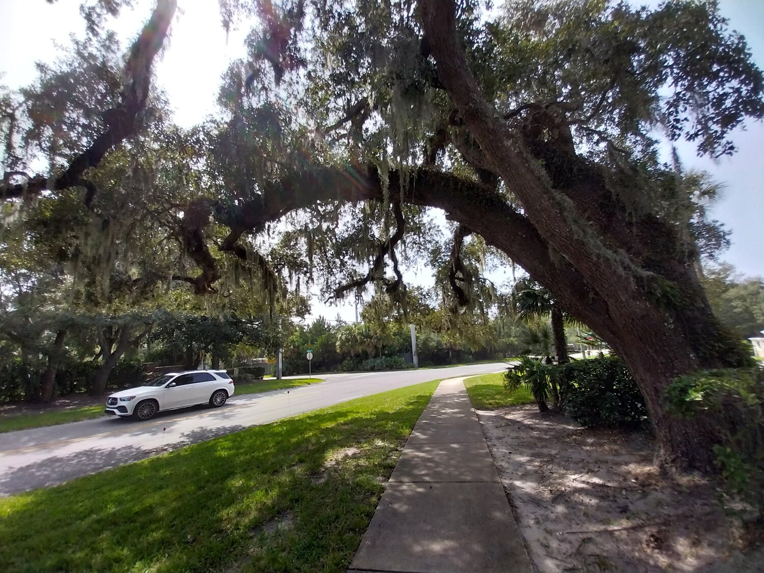 Residents living in the vicinity of a project on Mickler Road are concerned that work will damage majestic oaks there.
